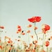 Red Poppies, Red Poppy Art,  Spring, Floral Decor, Color Pop,  Red, Bright, Colorful, Spring Home Decor, 8x10