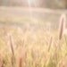 Boho Decor -Nature Photography, Soft Light, Nature Decor, Tan, Pink, Boho Photograph, Spring Decor, 8x10 Photography
