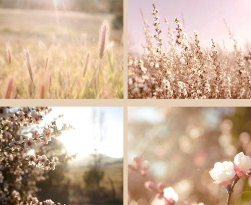 Nature Print Set- Wall Art Set, Four 8x10 Photographs, Boho Wall Art,  Photo Set, Wall Decor, Spring Home Decor, Floral, Cottage, Blossoms