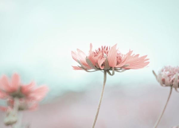 Pastel Shabby Chic Decor-Easter Spring Pink Pastel Flower Photo-Nursery Room Decor-Cottage Shabby Chic Wall Decor