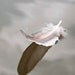 Feather Photography, Still Life Photography, Grey, Winter, Be Still, Fallen, Feather, Reflection, Water, Grey Wall Decor 8x10