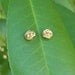 Gold wire Knot Stud Earrings.