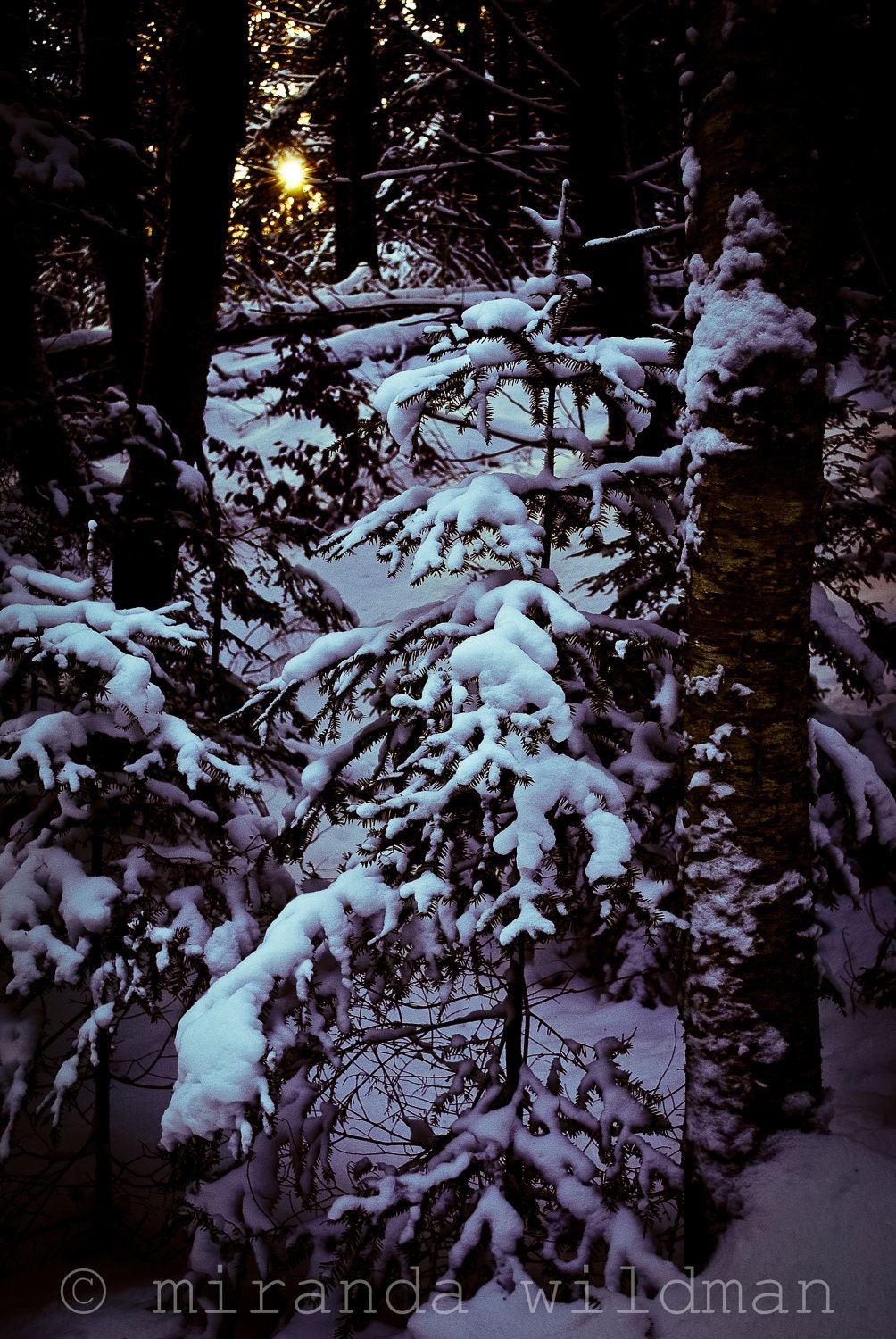 sunlit snow 8x10 photograph by Miranda Wildman FREE SHIPPING