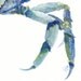 Ocean watercolor- Blue Crab - 5x7 watercolor print