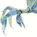 Ocean watercolor- Blue Crab - 5x7 watercolor print