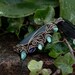 OOAK Long blue agate wire wrapped pendant with spikes