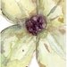 Watercolor There was a Flower