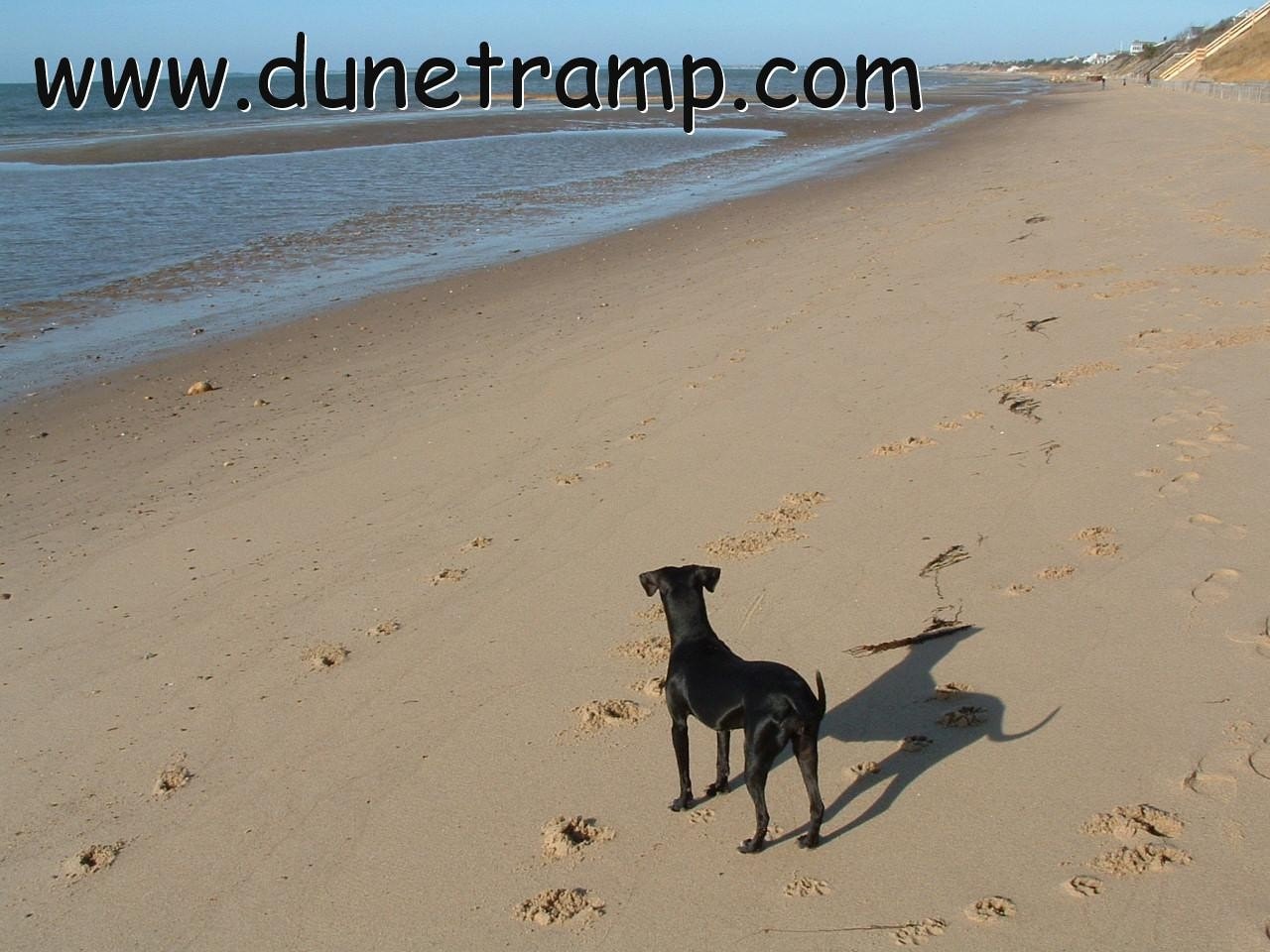 BAYSIDE Cape Cod Dune Dog Photograph 5x7, Matted, Signed