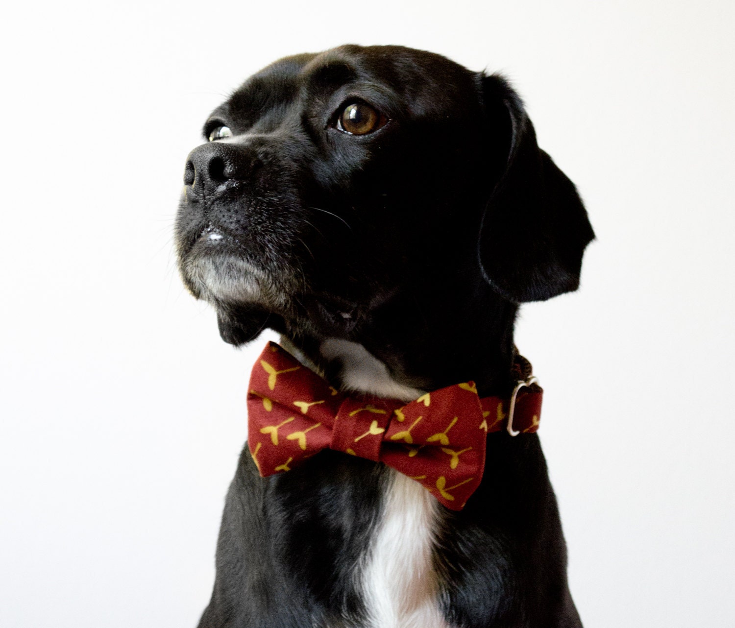 Rust Sprout Bow Tie Dog Collar