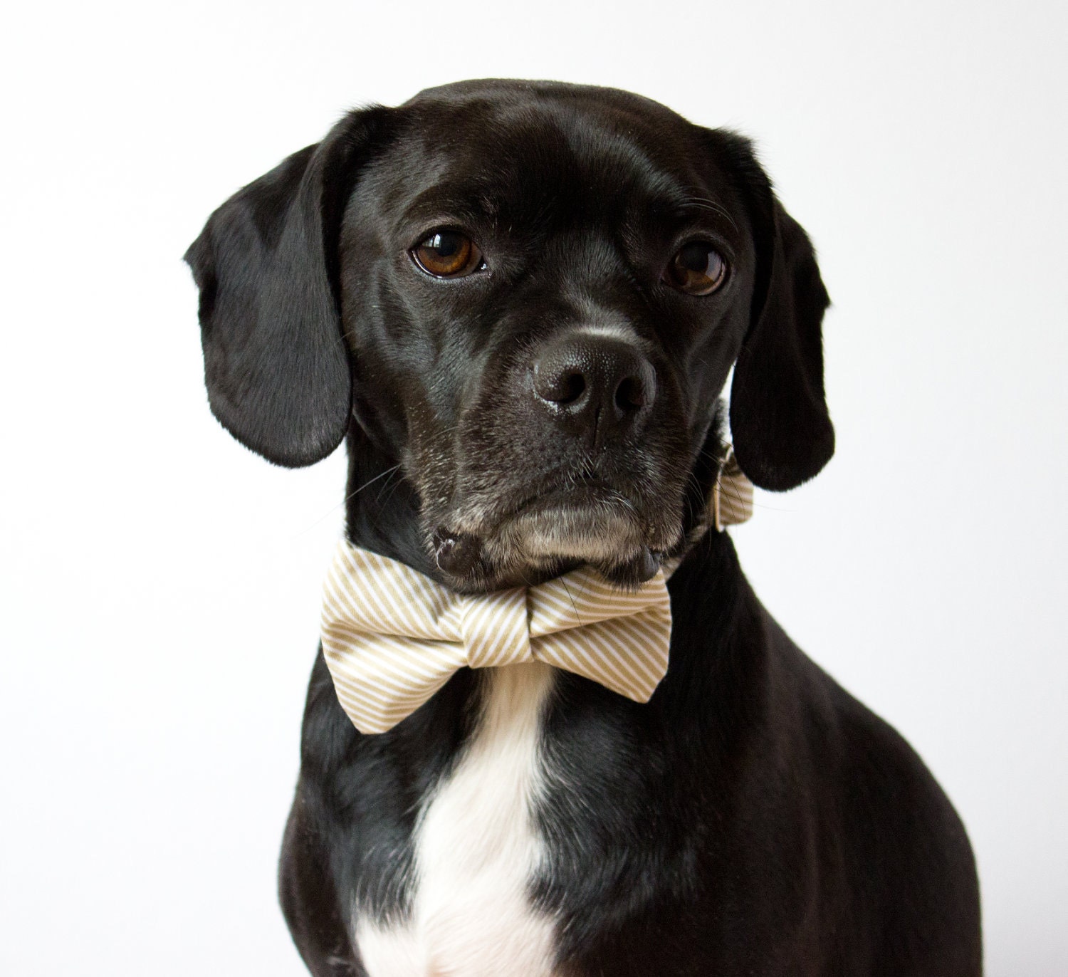Oatmeal Seersucker Bow Tie Dog Collar