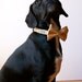 Sunshine Honeycomb Bowtie Dog Collar