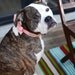 Pink Honeycomb Bow Tie Dog Collar