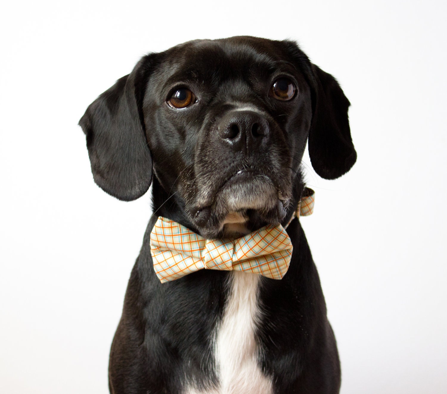 Sorbet Grid Bow Tie Dog Collar