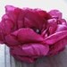 Magenta sew on fabric peony applique embellishment