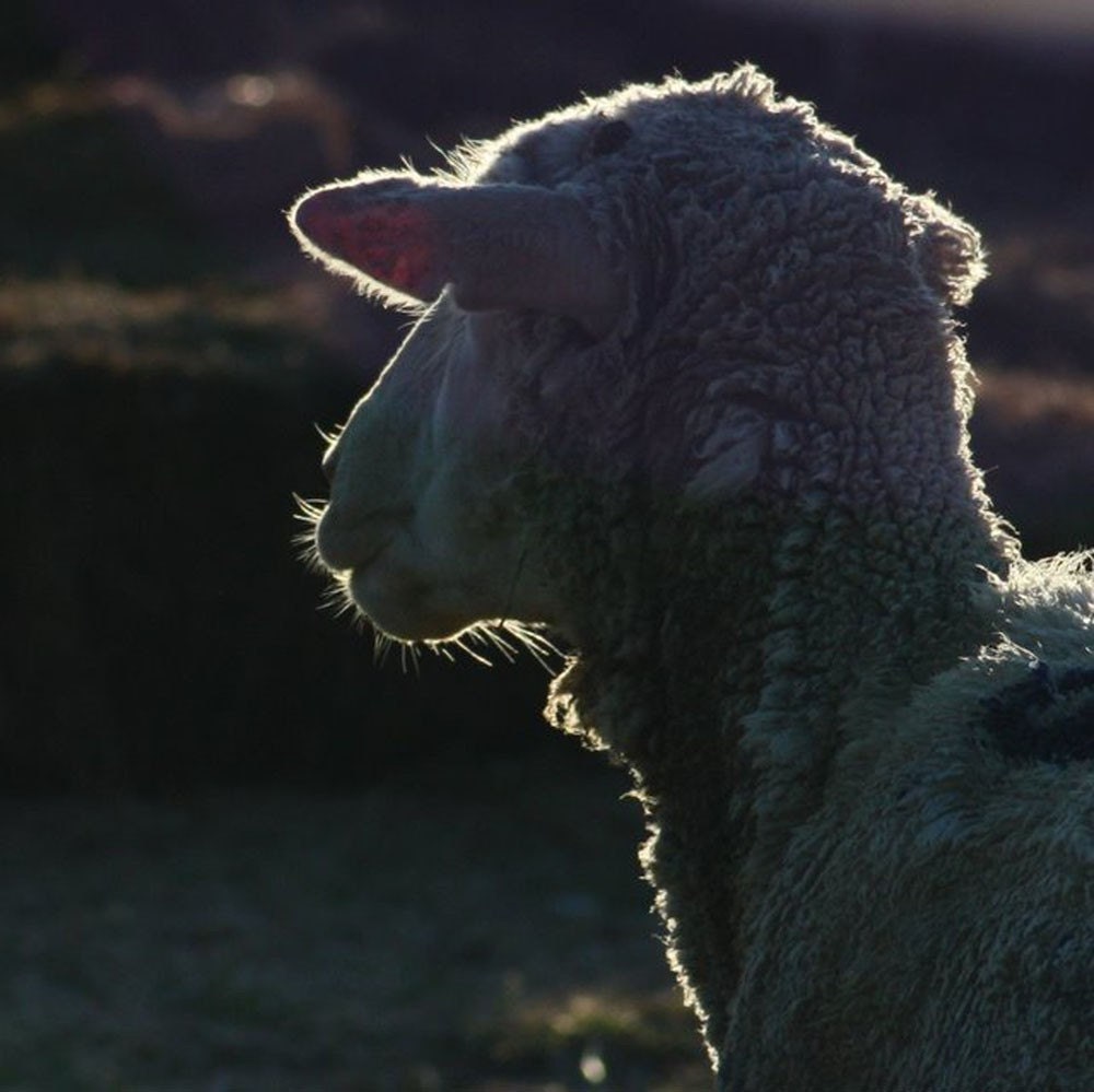 glowing ewe - fine cards (and farm-fresh)