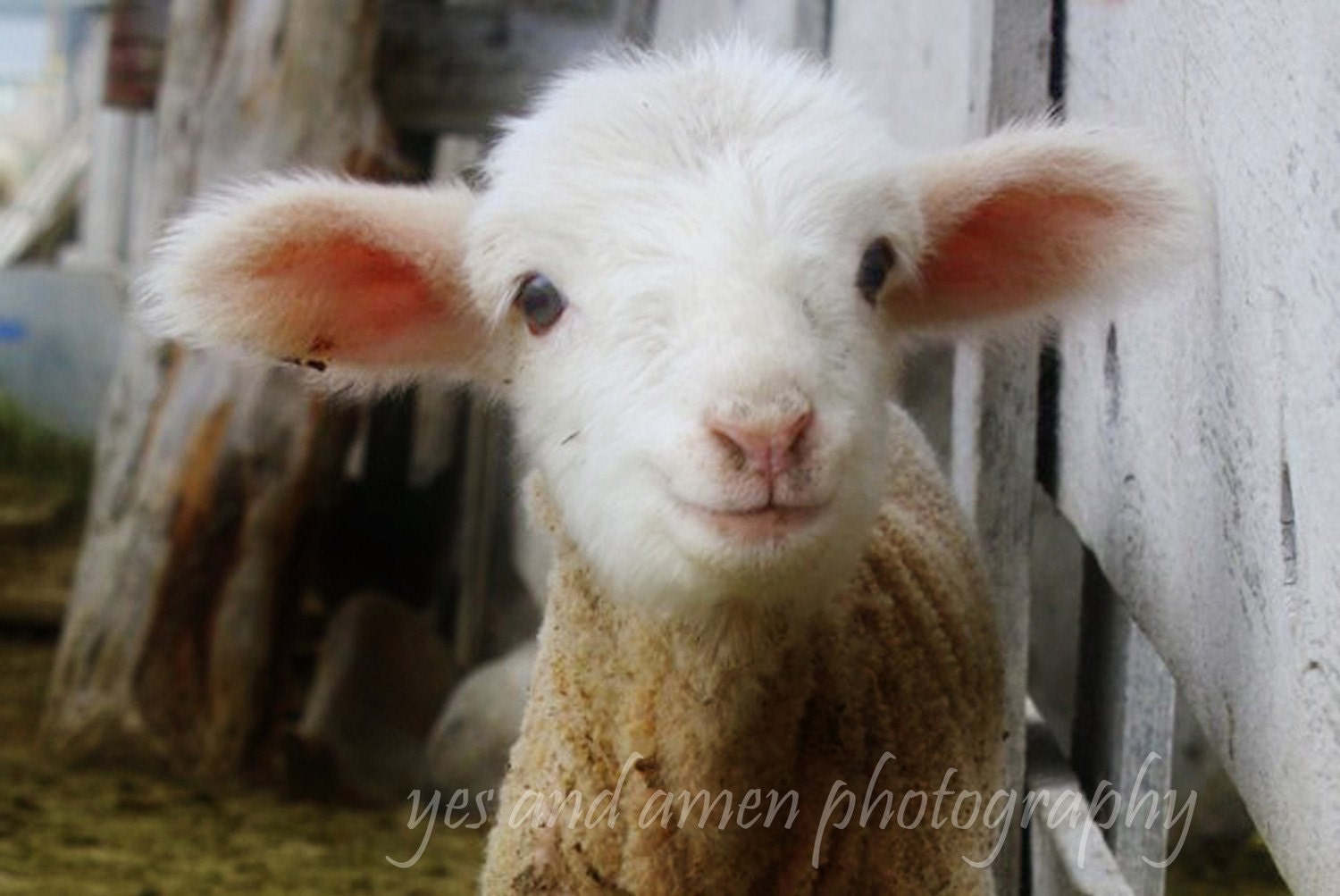 little grinny - lamb photography - fine cards (and farm fresh)