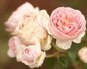 sweet romance - roses - fine cards and photography (and so very fresh)