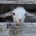 hello world - lamb photography - fine cards (and farm fresh)