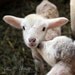 kisses - fine lamb photography (and farm fresh) 8x8 hard backed