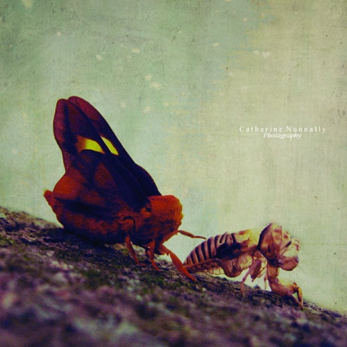 Metamorphosis 5x5 Fine Art Photography Print