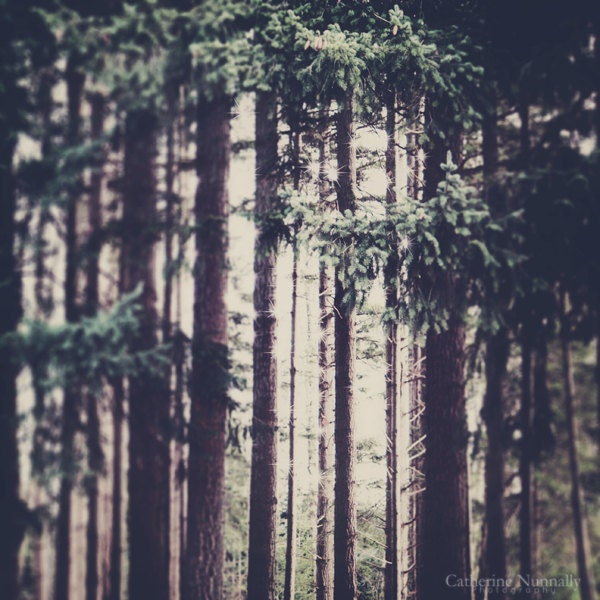 Forest 5x5 Fine Art Photography Print
