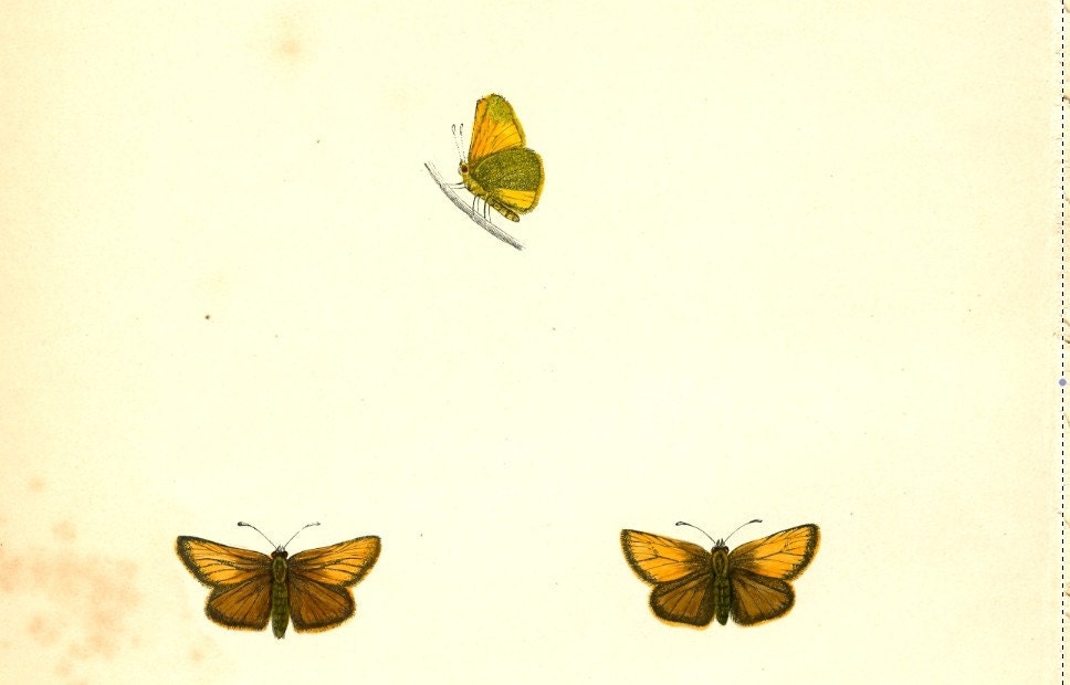 Antique Butterfly Print Bookplate of the SMALL SKIPPER . Original hand colored woodblock engraving by Francis Orpen Morris. A first edition print from Morris' book on The History of British Butterflies published in 1853