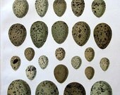 Antique Birds Egg Print :1895 Large Colored RARE Lithograph by Johann Naumann