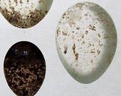 Antique Birds Egg Print :1895 Large Colored RARE Lithograph by Johann Naumann