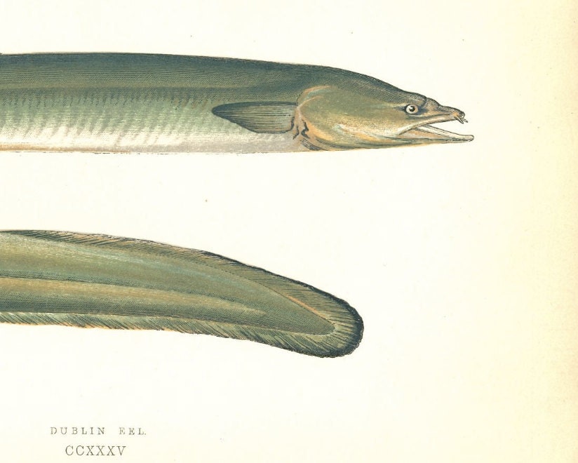 Antique Fish Prints By Couch 1877 of  a Dublin Eel