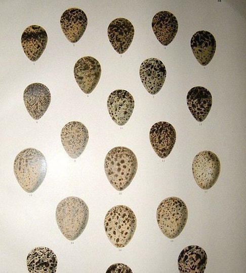 Antique Birds Egg Print :1895 Large Colored RARE Lithograph by Johann Naumann Snipe and Woodcock Birds Eggs