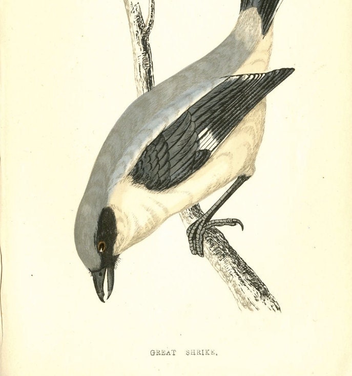 Antique Bird Print by Morris 130 Year Old Wood Block Engraving