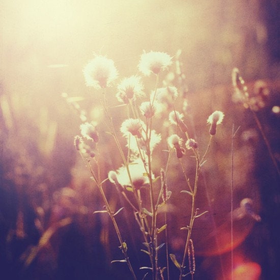 Dandelion Dreaming - 8x8 fine art photo print BOGO SALE