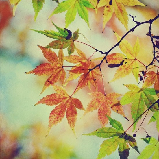 nature photo - 4x4 fine art nature photo print - Maple Leaves
