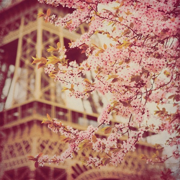 Paris in Bloom - 5x5 print