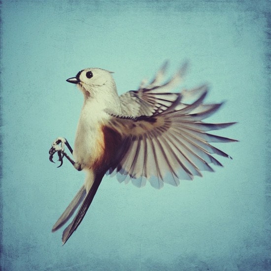 Bird photo - Tufted Titmouse - 8x8 flying bird photo art on a blue background. Buy one get one free sale