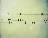 Birds on a wire photo - 5x5 birds photo - Melody