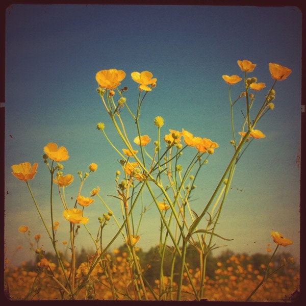 Buttercup Buttercup - 4x4 photo featuring buttercup yellow flowers on a TTV frame