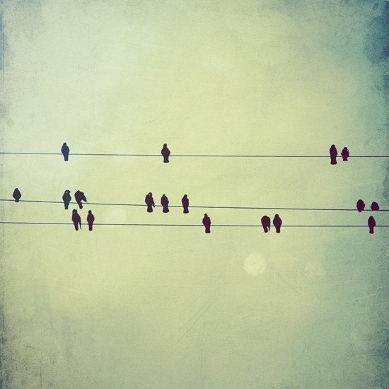 Birds on a wire photo - 5x5 birds photo - Melody