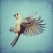 Bird photo - Tufted Titmouse - 8x8 flying bird photo art on a blue background. Buy one get one free sale