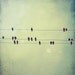 Birds on a wire photo - 5x5 birds photo - Melody