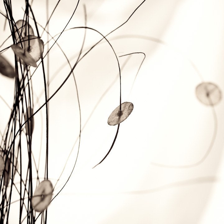 Photo of Botanicals in Sepia Entitled Light's Dance  - 8 X 8