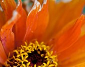 Photo of Burnt Orange Petals - Fine Art Photo Entitled Flame - 8 X 8