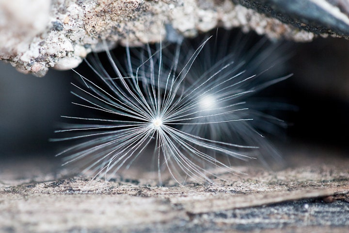 Macro Photo of Dandelion Seeds - Fine Art Photo Entitled Wishes  - 8 X 12