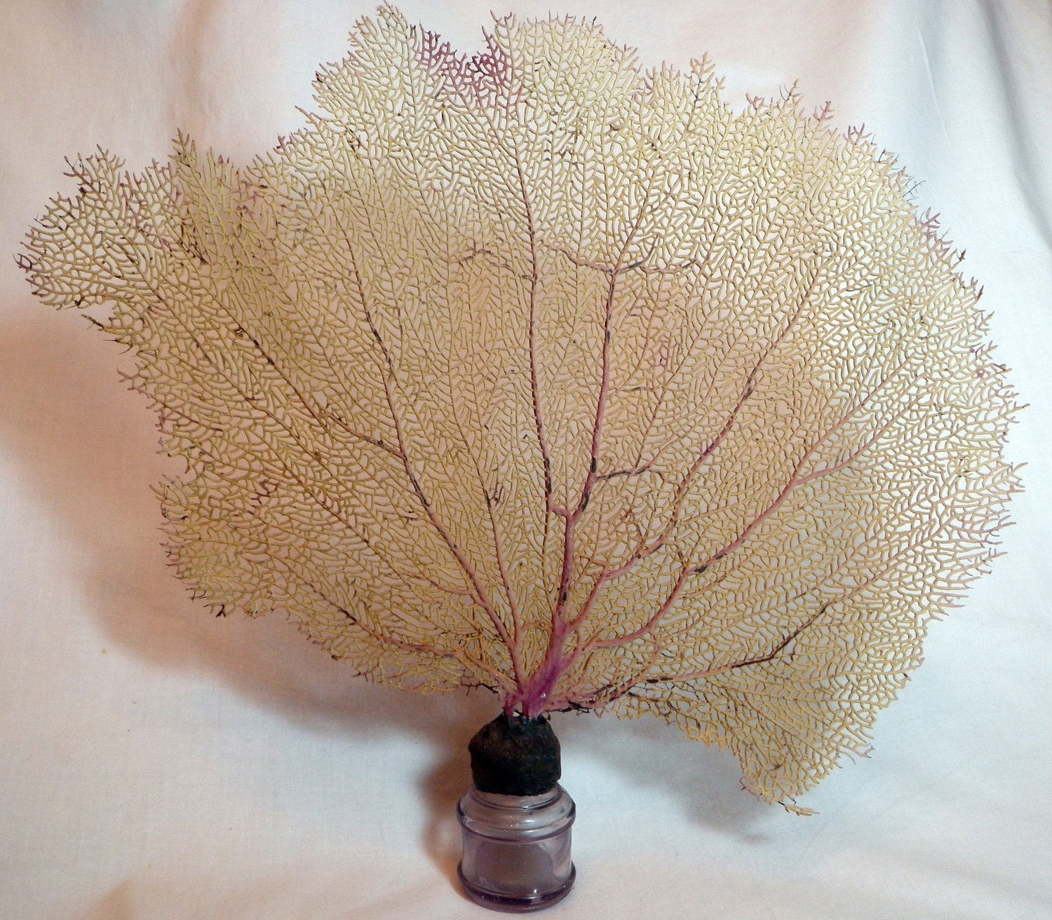 Vintage ink well bottle with soldered sea fan