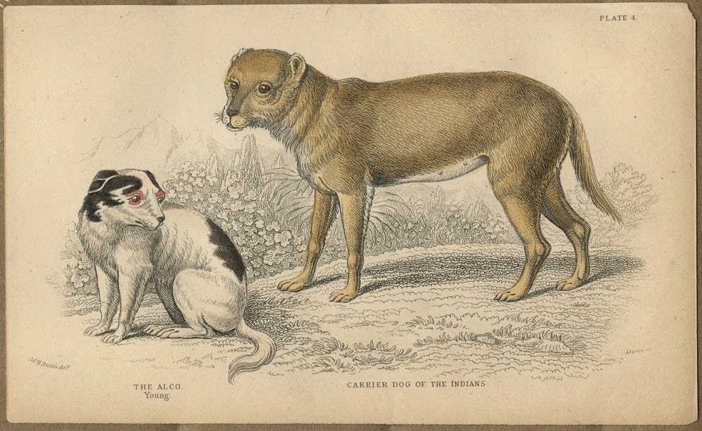 15% OFF TODAY Rare Antique Hand Colored Engraving of Alco Indian Dogs