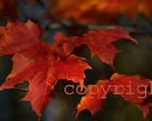 Wall Art Orange Fall Maple Leaves Autumn Gift for Him Gift for Her 5x7