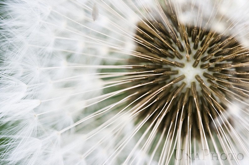 Seeds - 8x10 Fine Art Photograph