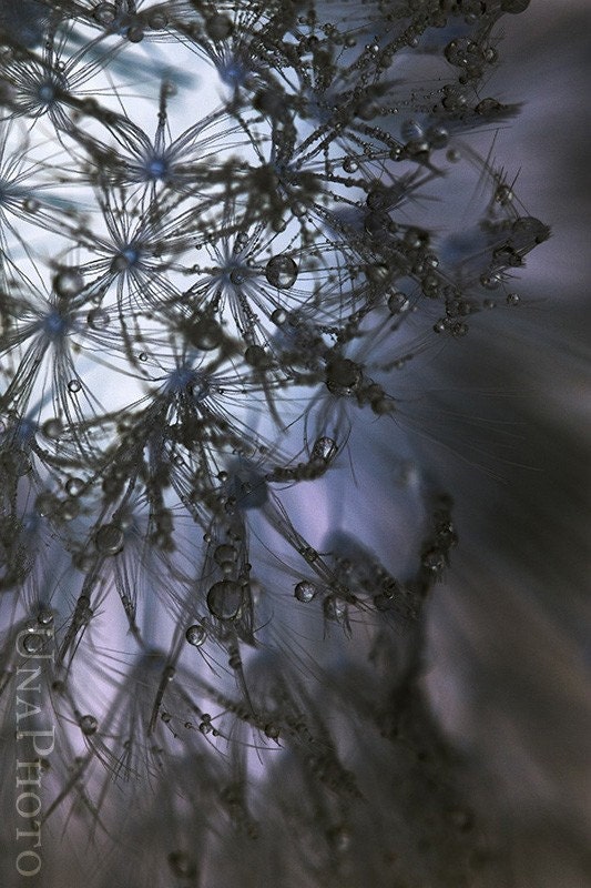 Black dandelion - 8x10 Fine Art Photograph