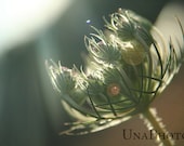 Queen Annes lace - 8x10 Fine Art Photograph