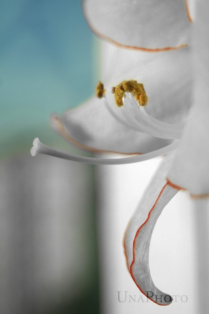FRAMED PHOTOGRAPH - Amarillo Elegance